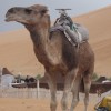 Beduinenbrot – inspired by… Marokko